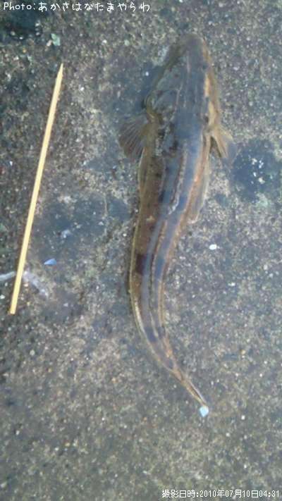 マゴチ33cm 釣果情報 福島県相馬 10年7月10日4時 あかさはなたまやらわ 即戦力釣り情報 マゴチ33cm 釣果情報 福島県相馬 10年7月10日4時 あかさはなたまやらわ 即戦力釣り情報