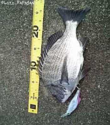 福島県クロダイ釣り情報まとめ ポイントからルアーまで釣果情報 即戦力釣り情報