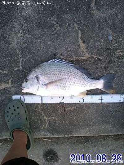 愛知県でキビレが釣れるポイントはどこ 釣れるシーズンやルアー釣り情報や釣果発信中 即戦力釣り情報