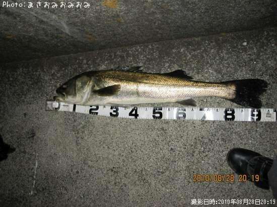 兵庫県でシーバスが釣れるポイントはどこ 釣れるシーズンやルアー釣り情報や釣果発信中 即戦力釣り情報