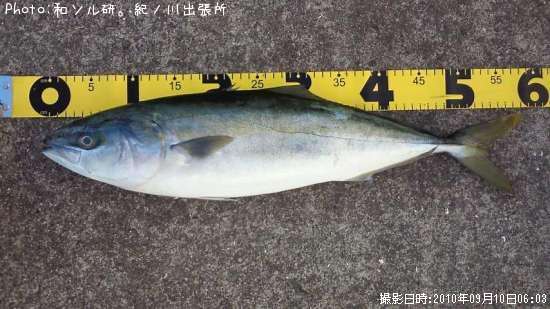 大阪府でハマチが釣れるポイントはどこ 釣れるシーズンやルアー釣り情報や釣果発信中 即戦力釣り情報