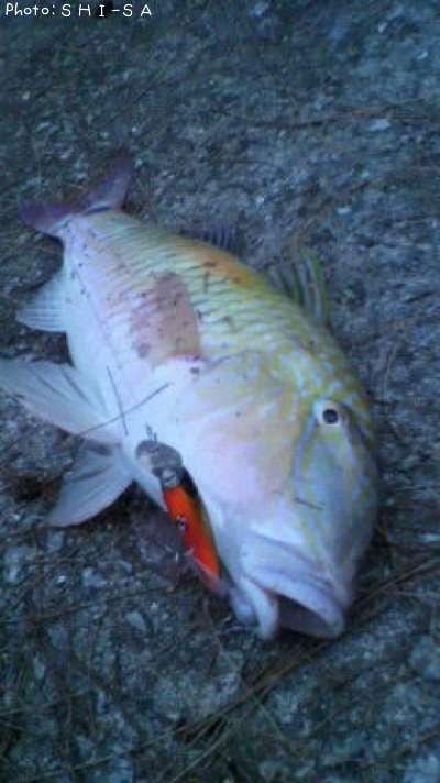 沖縄県でおじさんが釣れるポイントはどこ 釣れるシーズンやルアー釣り情報や釣果発信中 即戦力釣り情報