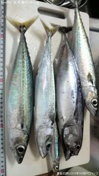サバ カツオ32cm 釣果情報 茨城県大洗 10年10月8日16時 えく Fishing 即戦力釣り情報 サバ カツオ32cm 釣果情報 茨城県大洗 10年10月8日16時 えく Fishing 即戦力釣り情報