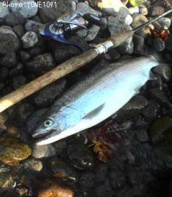 虹鱒釣果 ポイント北海道支笏湖 05年10月19日16時30分 Yone1091 即戦力釣り情報