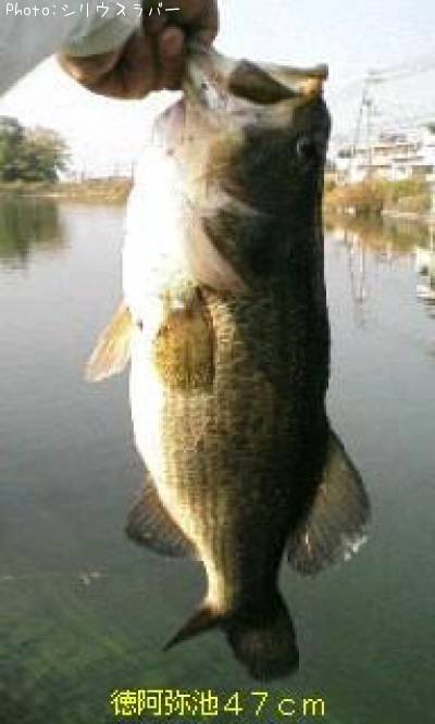 ブラックバス47cm 釣果情報 愛媛県松山市 07年11月23日17時 シリウスラバー 即戦力釣り情報