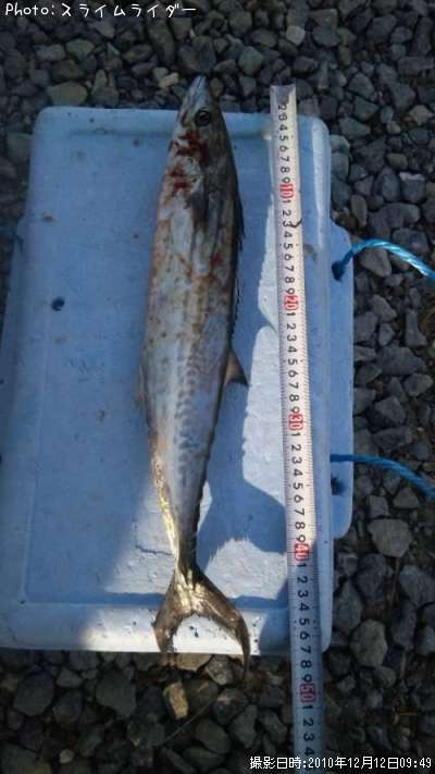 島根県サゴシ釣り情報まとめ ポイントからルアーまで釣果情報 即戦力釣り情報