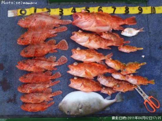 日本全国でオニオコゼが釣れるポイントはどこ 釣れるシーズンやルアー釣り情報や釣果発信中 即戦力釣り情報