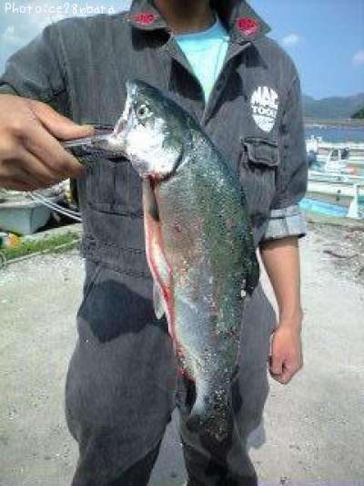 銀鮭40cm 釣果情報 宮城県石巻市鮎川 08年5月26日12時 Ce28nbata 即戦力釣り情報