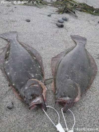 ヒラメ39cm 釣果情報 静岡県浜松市 11年8月日6時 根掛かりマナｔ 即戦力釣り情報