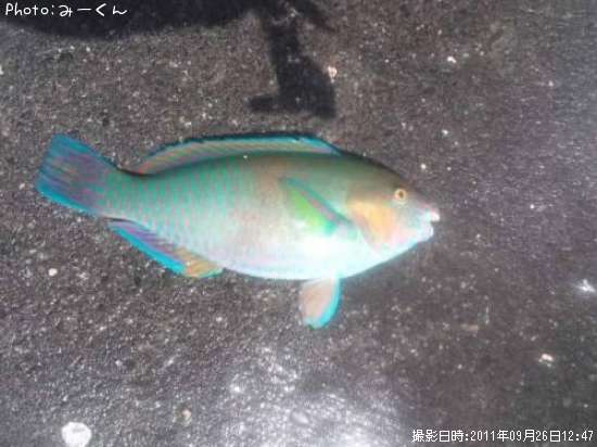 イラブチャー38cm 釣果情報 沖縄県宮古島市 11年9月26日12時 みーくん 即戦力釣り情報