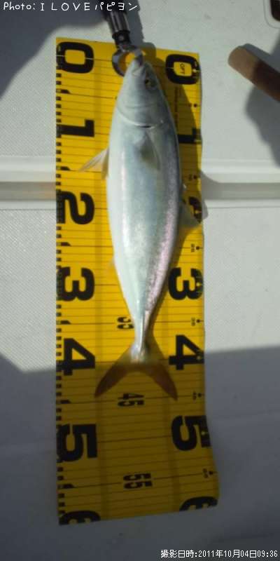 香川県でツバスが釣れるポイントはどこ 釣れるシーズンやルアー釣り情報や釣果発信中 即戦力釣り情報