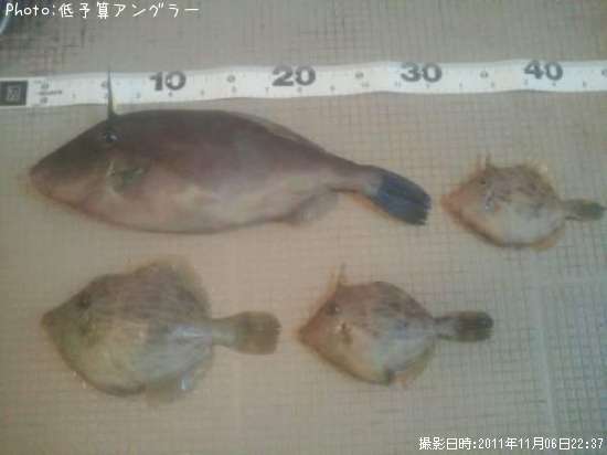 千葉県ウマヅラハギ カワハギ釣り情報まとめ ポイントからルアーまで釣果情報 即戦力釣り情報