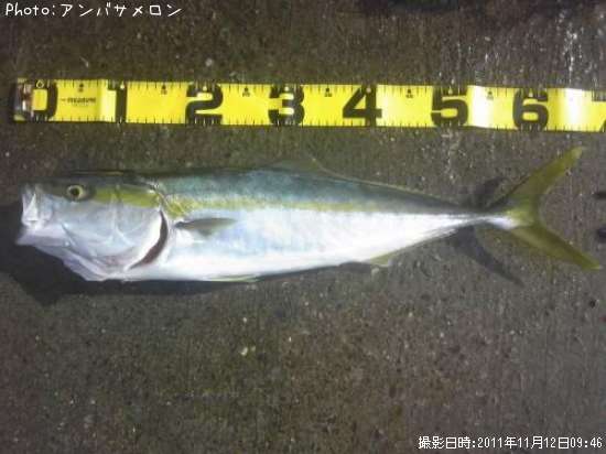静岡県のイナダのポイントはどこ 釣れるシーズンやルアー釣り情報や釣果発信中 即戦力釣り情報
