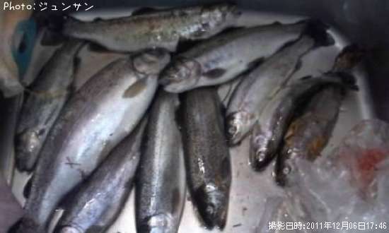 埼玉県でニジマスが釣れるポイントはどこ 釣れるシーズンやルアー釣り情報や釣果発信中 即戦力釣り情報