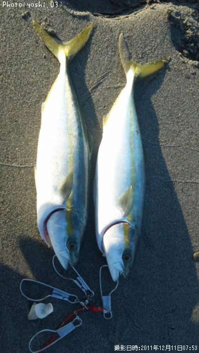 知りたい 愛知県のアブコ釣り情報を発信中 ポイントからシーズンやルアーまで釣果情報 即戦力釣り情報