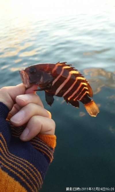 千葉県のキジハタのポイントはどこ 釣れるシーズンやルアー釣り情報や釣果発信中 即戦力釣り情報 千葉県のキジハタのポイントはどこ 釣れるシーズンやルアー釣り情報や釣果発信中 即戦力釣り情報