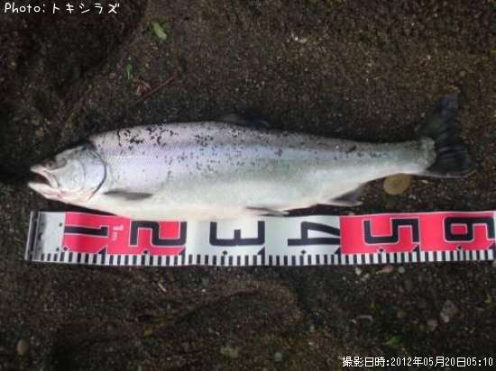 北海道でサクラマスが釣れるポイントはどこ 釣れるシーズンやルアー釣り情報や釣果発信中 即戦力釣り情報