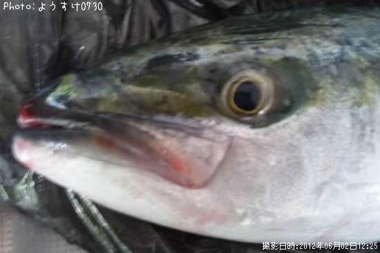 知りたい 富山県のフクラギ釣り情報を発信中 ポイントからシーズンやルアーまで釣果情報 即戦力釣り情報 知りたい 富山県のフクラギ釣り情報を発信中 ポイントからシーズンやルアーまで釣果情報 即戦力釣り情報