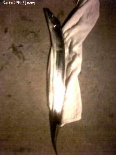 太刀魚75cm 釣果情報 兵庫県神戸市 東灘区 08年11月25日17時 Pepsibaby 即戦力釣り情報