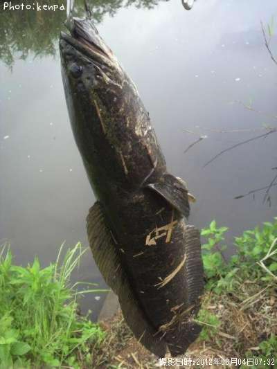 雷魚60cm 釣果情報 千葉県成田市 12年8月4日7時 Kenpa 即戦力釣り情報 雷魚60cm 釣果情報 千葉県成田市 12年8月4日7時 Kenpa 即戦力釣り情報