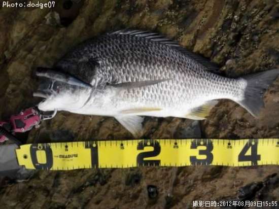 佐賀県のキビレのポイントはどこ 釣れるシーズンやルアー釣り情報や釣果発信中 即戦力釣り情報