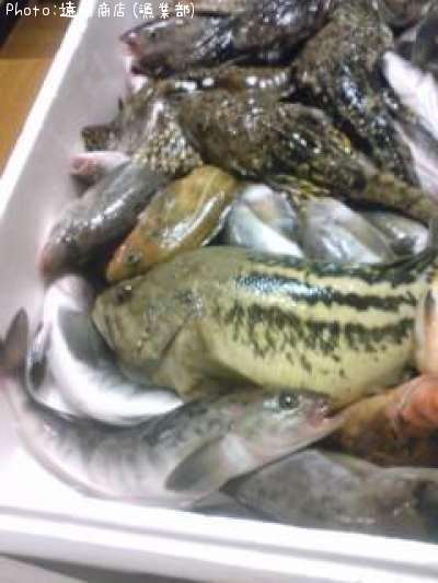 知りたい 北海道のホッケとそいとカジカ釣り情報を発信中 ポイントからシーズンやルアーまで釣果情報 即戦力釣り情報