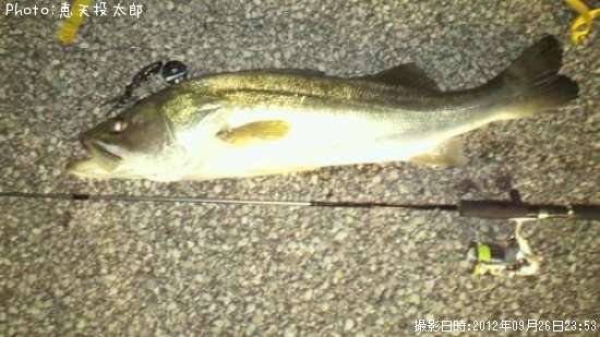 高知県でスズキが釣れるポイントはどこ 釣れるシーズンやルアー釣り情報や釣果発信中 即戦力釣り情報