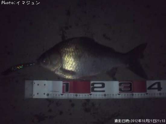 ヘラブナ釣果 ポイント茨城県涸沼 12年10月21日21時13分 イマジュン 即戦力釣り情報 ヘラブナ釣果 ポイント茨城県涸沼 12年10月21日21時13分 イマジュン 即戦力釣り情報