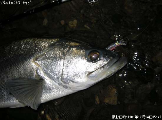 シーバス102cm 釣果情報 高知県宿毛市 12年12月31日21時 ｶｽﾞﾔｯﾋﾟ 即戦力釣り情報