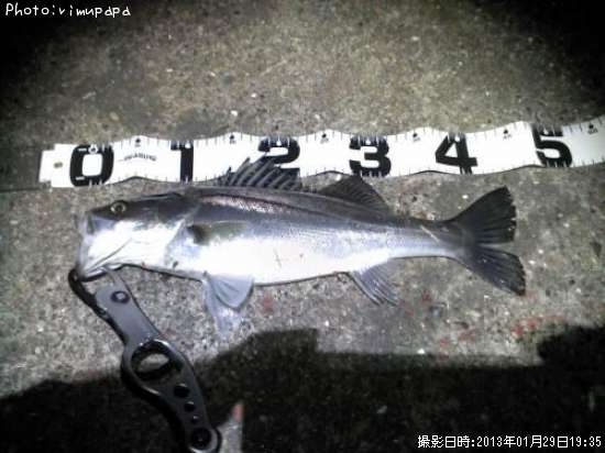シーバス45cm 釣果情報 千葉県作田川 13年1月29日19時 Rimupapa 即戦力釣り情報 シーバス45cm 釣果情報 千葉県作田川 13年1月29日19時 Rimupapa 即戦力釣り情報