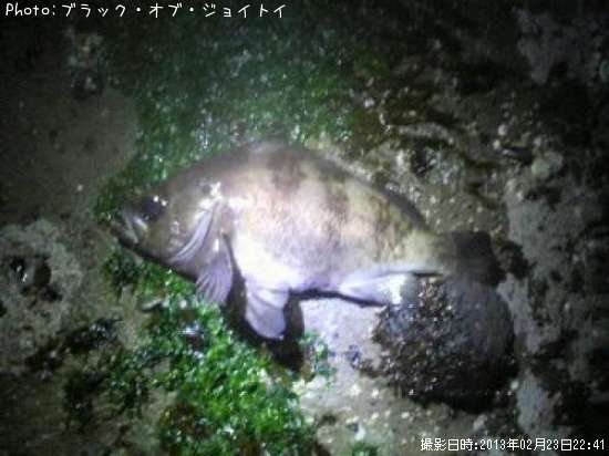 知りたい 千葉県のメバル釣り情報を発信中 ポイントからシーズンやルアーまで釣果情報 即戦力釣り情報