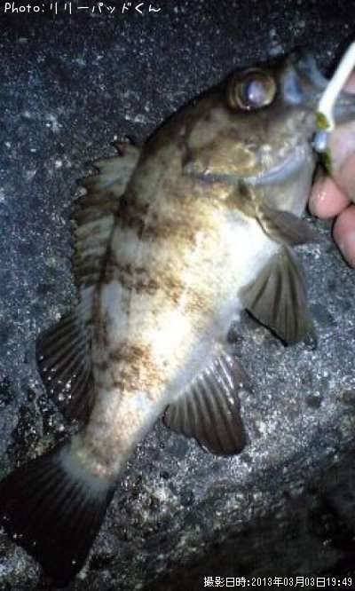 ��Х�����