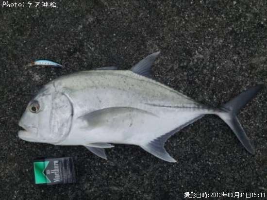 ガーラ釣果 ポイント沖縄県中城村熱田 13年3月31日15時11分 ケア沖松 即戦力釣り情報