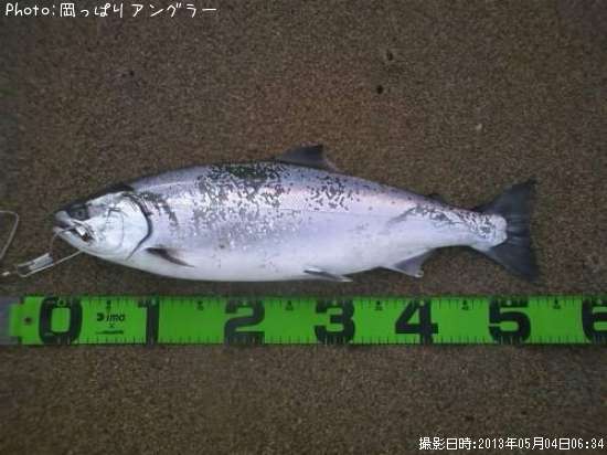 サクラマス54cm 釣果情報 北海道せたな町 13年5月4日6時 岡っぱりアングラー 即戦力釣り情報