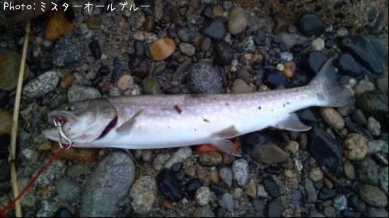 新潟県でアメマスが釣れるポイントはどこ 釣れるシーズンやルアー釣り情報や釣果発信中 即戦力釣り情報