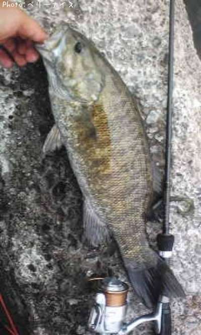 ���⡼��ޥ����Х�