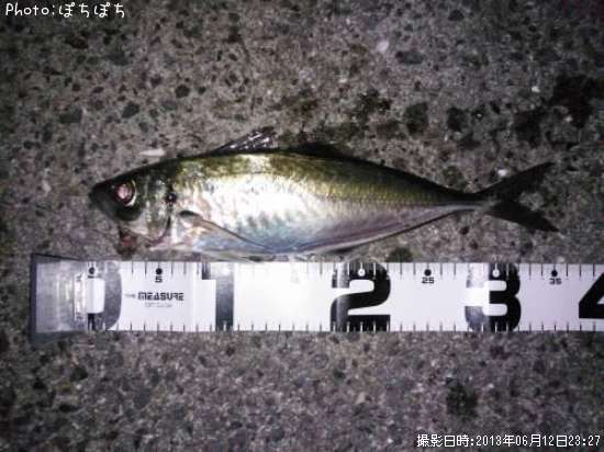 アジ35cm 釣果情報 山口県周防大島 13年6月12日23時 ぽちぽち 即戦力釣り情報