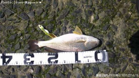 イシモチ30cm 釣果情報 宮城県石巻市 13年7月15日14時 即戦力釣り情報 イシモチ30cm 釣果情報 宮城県石巻市 13年7月15日14時 即戦力釣り情報