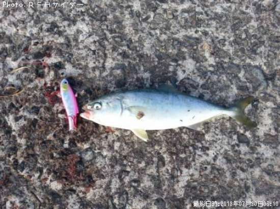 知りたい 青森県のフクラギ釣り情報を発信中 ポイントからシーズンやルアーまで釣果情報 即戦力釣り情報