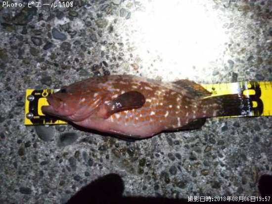 キジハタ31cm 釣果情報 新潟県西港 13年8月6日19時 ピエール1108 即戦力釣り情報