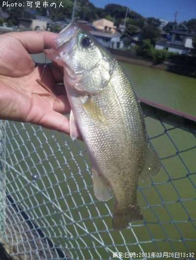 ブラックバス25cm 釣果情報 愛知県犬山市 13年8月28日13時 可児市の人 即戦力釣り情報