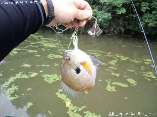 釣り ブルーギル 悶絶釣行記