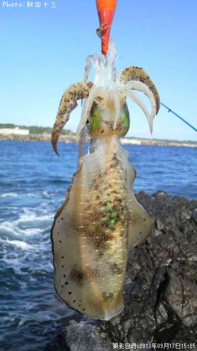 アオリイカ17cm 釣果情報 秋田県男鹿半島 13年9月17日15時 秋田十三 即戦力釣り情報