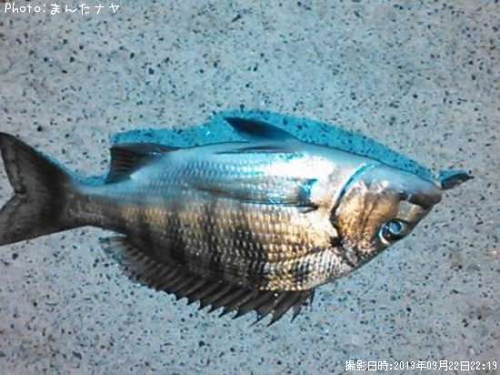 クロダイ釣果 ポイント茨城県平潟港 13年9月22日22時19分 まんたナヤ 即戦力釣り情報