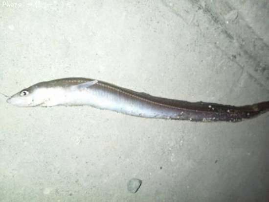 アナゴ26cm 釣果情報 千葉県木更津市 13年10月27日21時 ー 即戦力釣り情報 アナゴ26cm 釣果情報 千葉県木更津市 13年10月27日21時 ー 即戦力釣り情報