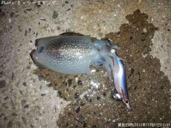 香川県でシリヤケイカが釣れるポイントはどこ 釣れるシーズンやルアー釣り情報や釣果発信中 即戦力釣り情報