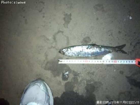 ニシン24cm 釣果情報 北海道釧路市 13年11月2日22時 Simone 即戦力釣り情報