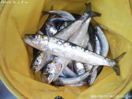 千葉県イワシ釣り情報まとめ ポイントからルアーまで釣果情報 即戦力釣り情報