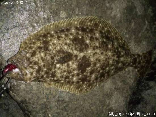 ヒラメ釣果 ポイント宮城県仙台港 13年11月17日18時1分 クロス 即戦力釣り情報