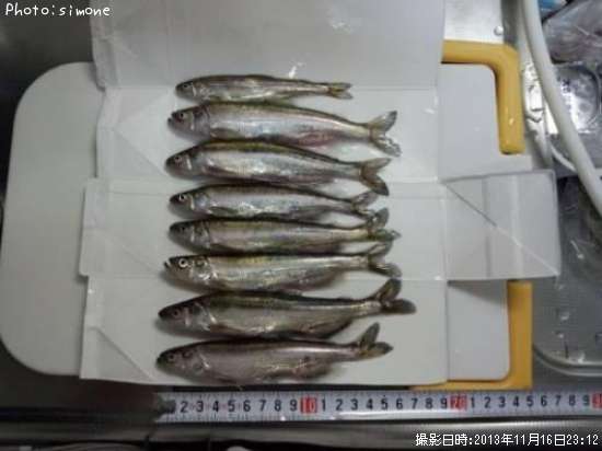 知りたい 北海道のシシャモ釣り情報を発信中 ポイントからシーズンやルアーまで釣果情報 即戦力釣り情報